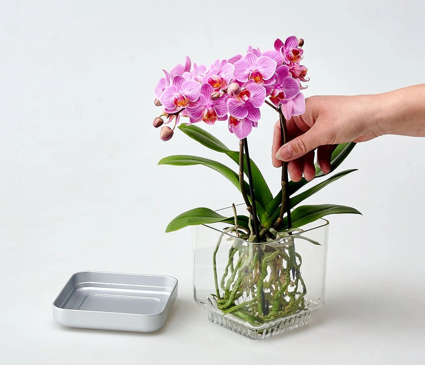 colomi Orchideentopf transparent mit Granulat Set - Bild 5