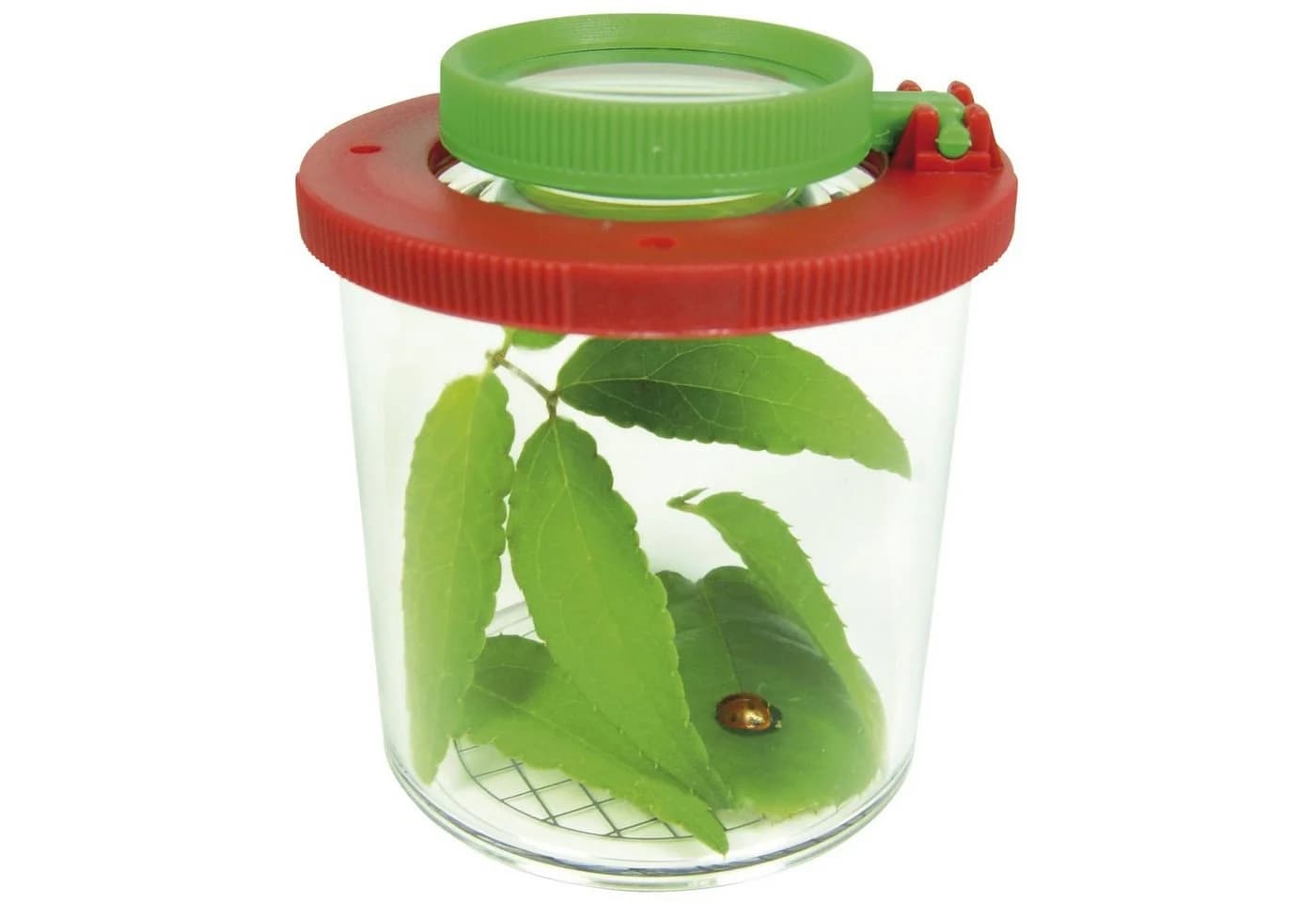 EDUPLAY Lupendose mit Plastikspinne - Bild 2