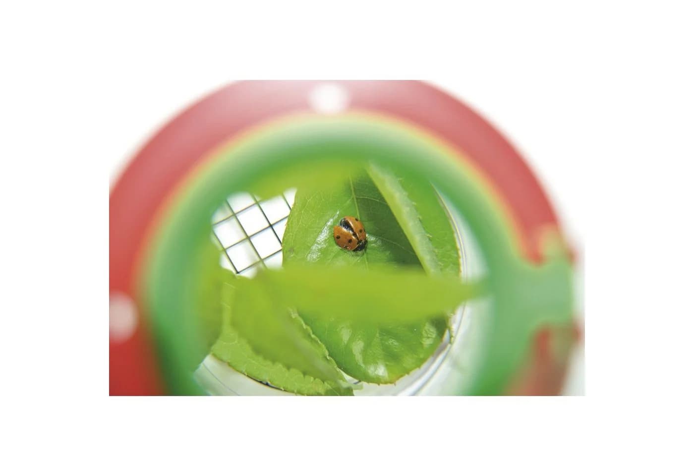 EDUPLAY Lupendose mit Plastikspinne - Bild 5