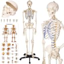TECTAKE Alfred Anatomie-Skelettmodell Lebensgroß Beweglich Bild 1