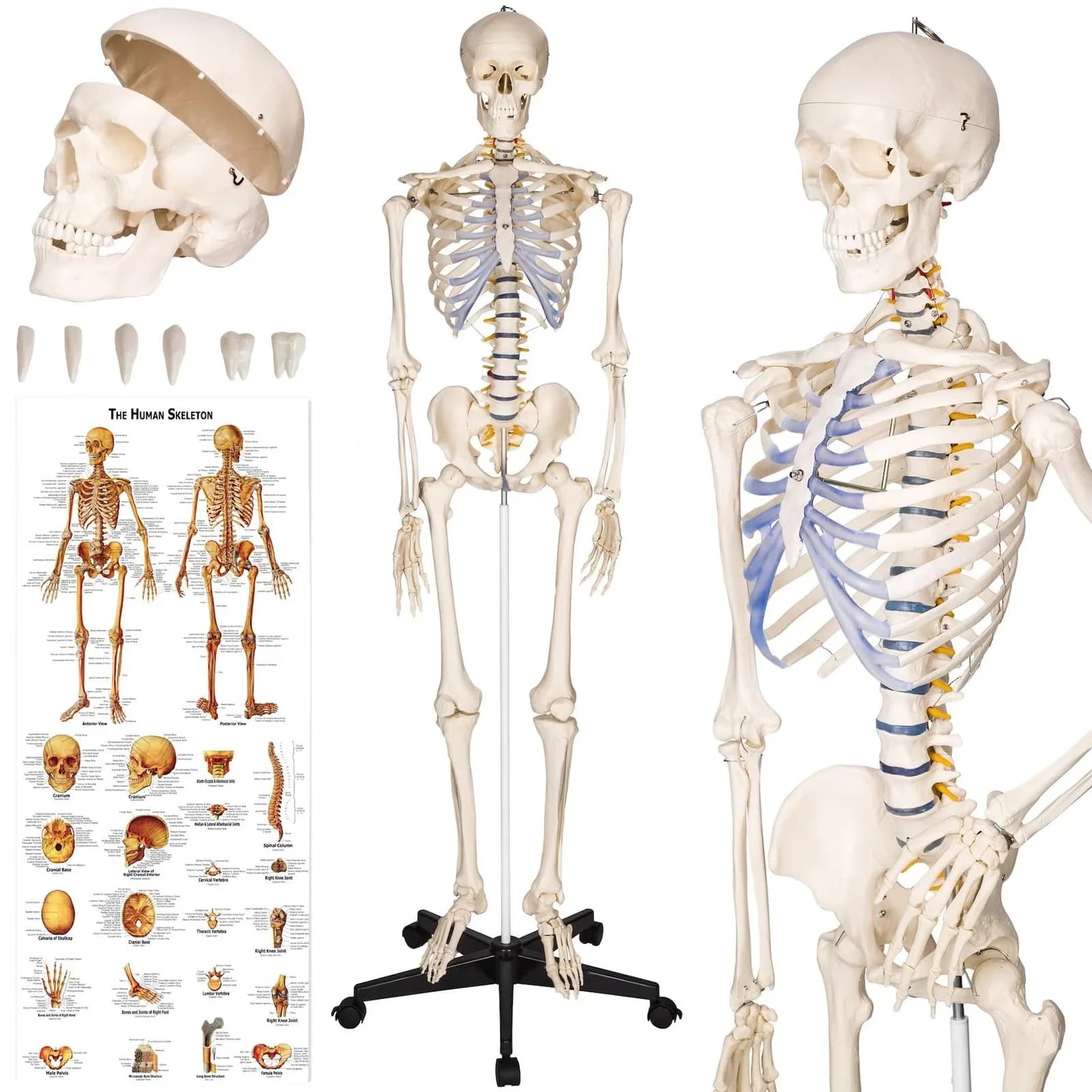 TECTAKE Alfred Anatomie-Skelettmodell Lebensgroß Beweglich