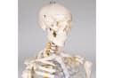 TECTAKE Alfred Anatomie-Skelettmodell Lebensgroß Beweglich Bild 2