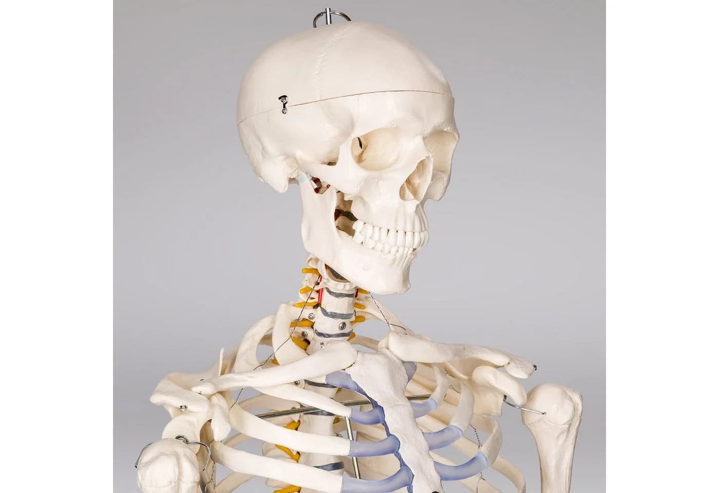 TECTAKE Alfred Anatomie-Skelettmodell Lebensgroß Beweglich - Bild 2