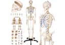 TECTAKE Alfred Anatomie-Skelettmodell Lebensgroß Beweglich Bild 3