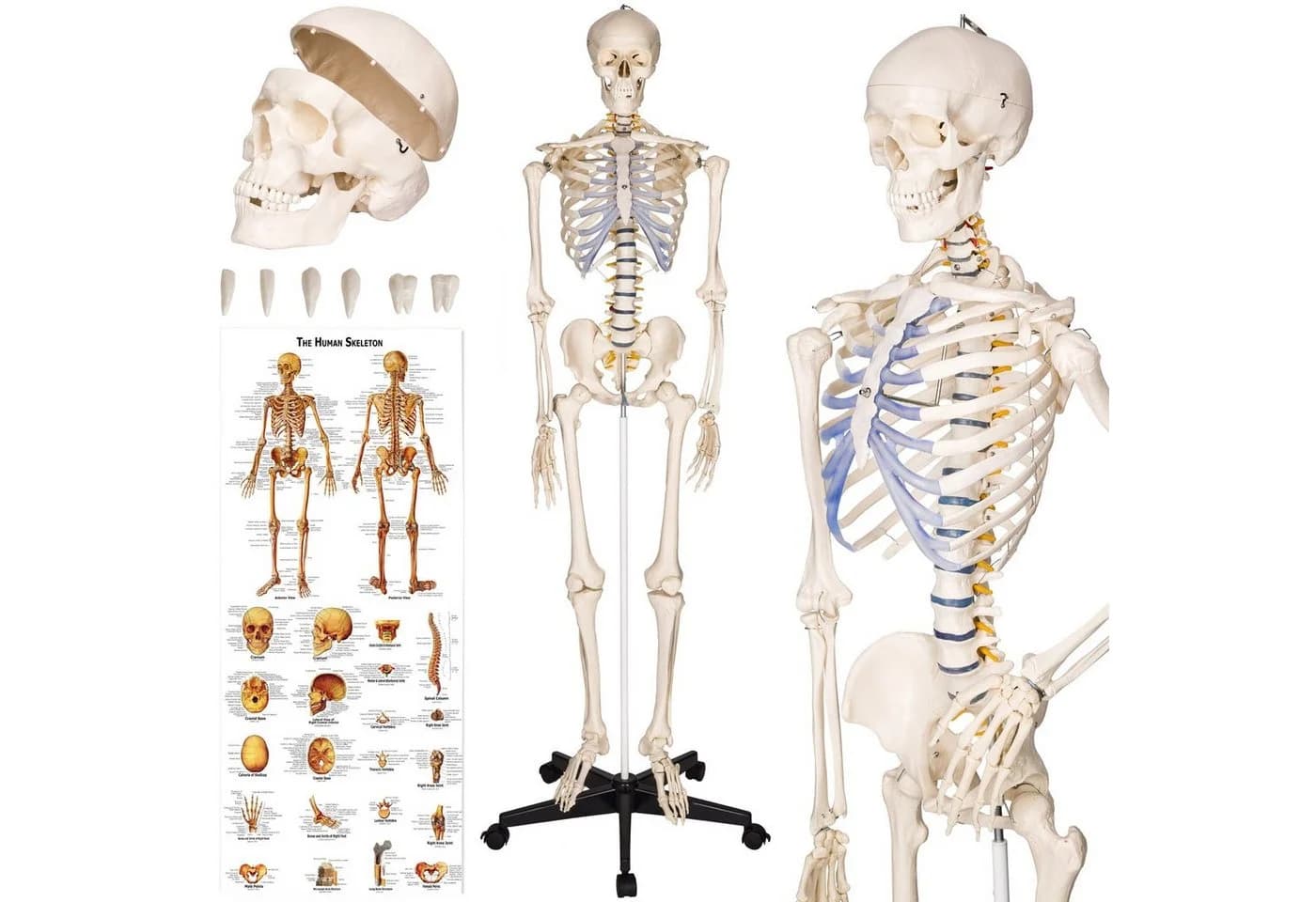 TECTAKE Alfred Anatomie-Skelettmodell Lebensgroß Beweglich - Bild 3