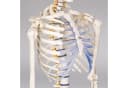 TECTAKE Alfred Anatomie-Skelettmodell Lebensgroß Beweglich Bild 4