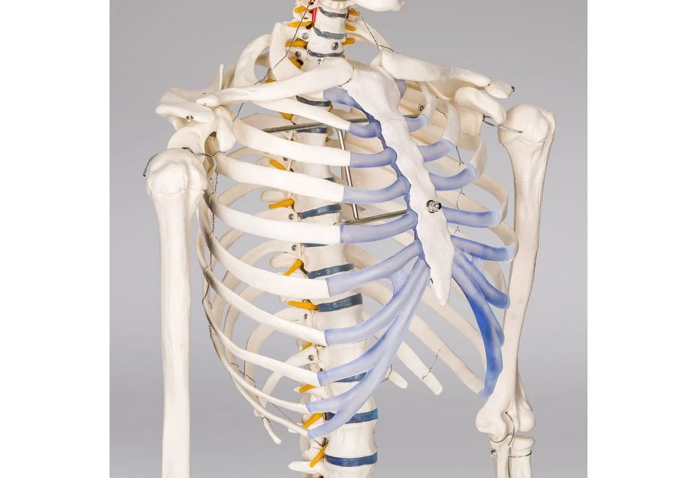 TECTAKE Alfred Anatomie-Skelettmodell Lebensgroß Beweglich - Bild 4