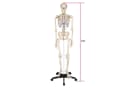 TECTAKE Alfred Anatomie-Skelettmodell Lebensgroß Beweglich Bild 5
