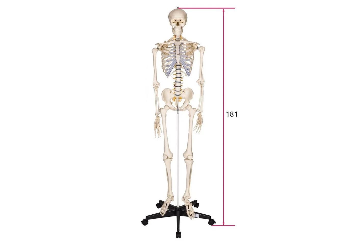 TECTAKE Alfred Anatomie-Skelettmodell Lebensgroß Beweglich - Bild 5