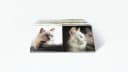 Remember Gedächtnisspiel CATS mit 44 Bildpaaren Bild 4