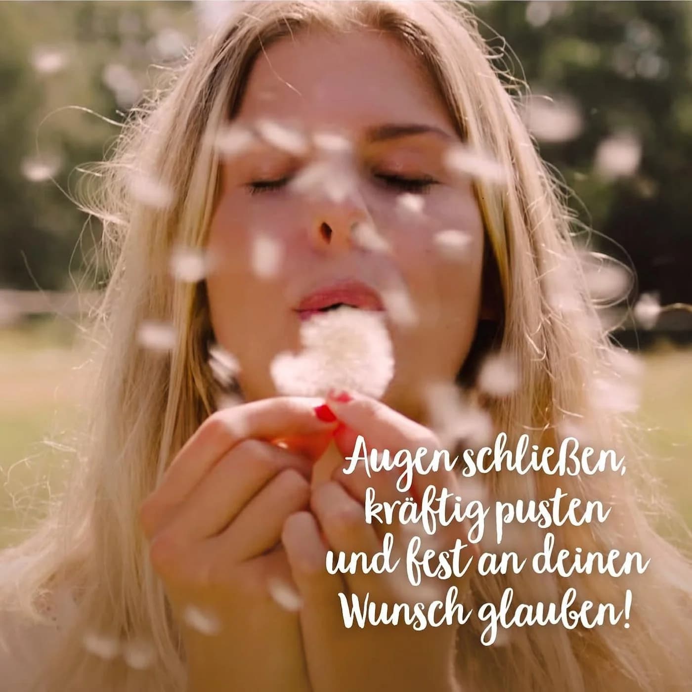 Trockenblume Echte Pusteblume Löwenzahn im Glas - Die Stadtgärtner - Bild 5