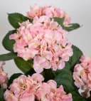 Seidenblumen Roß Hortensienbusch Deluxe Rosa mit Topf Bild 5