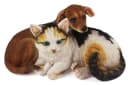 Arnusa Gartenfigur Hund und Katze Dekofigur 34 cm Bild 2