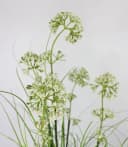 Arnusa Kunstgras 90 cm mit weißen Blüten im Topf Bild 1