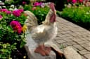 Arnusa Gartenfigur Hahn mit Solarbeleuchtung Steinoptik Bild 3