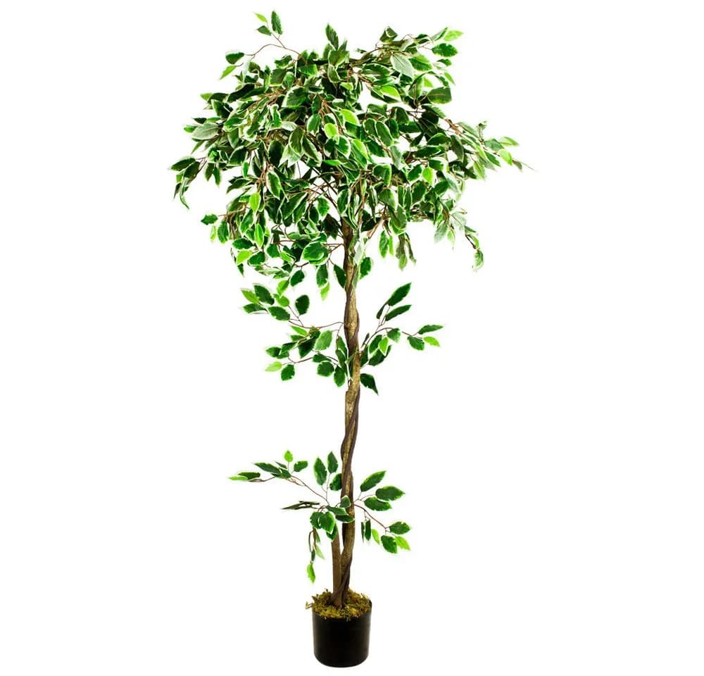 Decovego Kunstbaum Ficus Benjamin 160cm Weiß mit Echtholz - Bild 2
