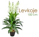 Decovego Kunstblume Levkoje 100 cm Grün mit Zementtopf Bild 1