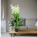 Decovego Kunstblume Levkoje 100 cm Grün mit Zementtopf Bild 3