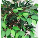Decovego Kunstbaum Ficus Benjamin 120 cm mit Echtholz Bild 3