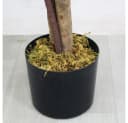Decovego Kunstbaum Blauregen 120 cm mit Echtholz Bild 5