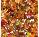 Decovego Kunstbaum Ginkgo 180 cm Echtholz Bild 5