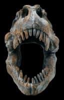 Figuren Shop GmbH Dekofigur Totenkopf Tyrannosaurus Rex Klein Bild 1