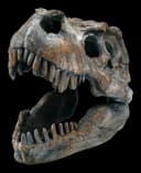 Figuren Shop GmbH Dekofigur Totenkopf Tyrannosaurus Rex Klein Bild 3