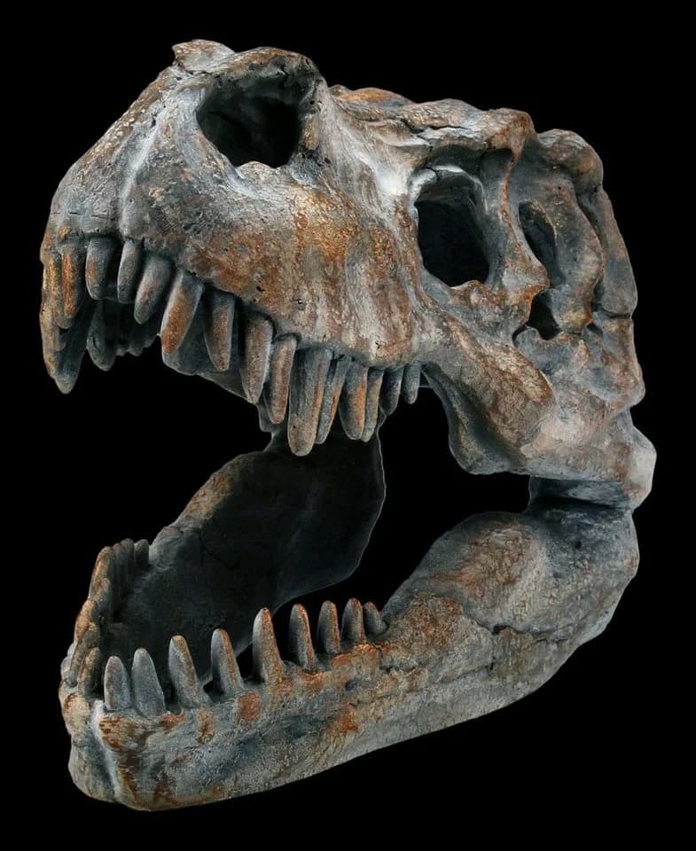 Figuren Shop GmbH Dekofigur Totenkopf Tyrannosaurus Rex Klein - Bild 3