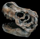 Figuren Shop GmbH Dekofigur Totenkopf Tyrannosaurus Rex Klein Bild 4