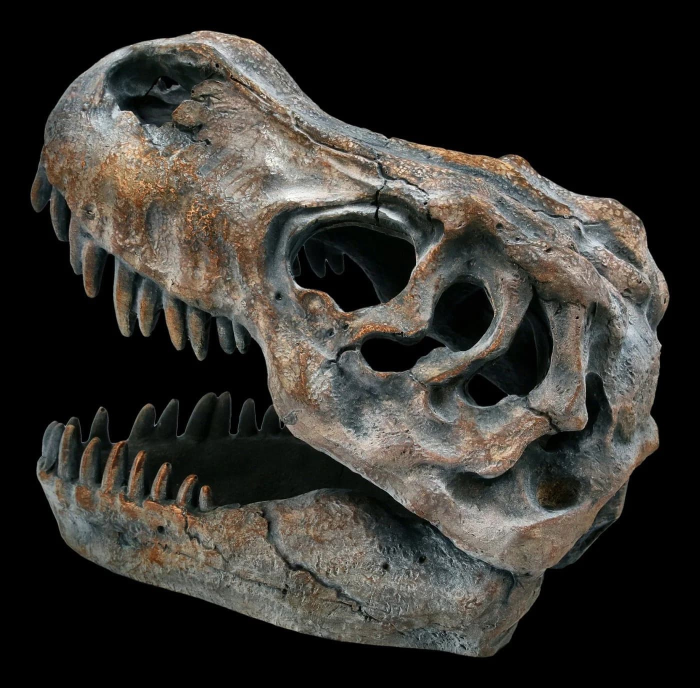 Figuren Shop GmbH Dekofigur Totenkopf Tyrannosaurus Rex Klein - Bild 4