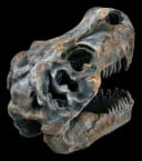 Figuren Shop GmbH Dekofigur Totenkopf Tyrannosaurus Rex Klein Bild 5