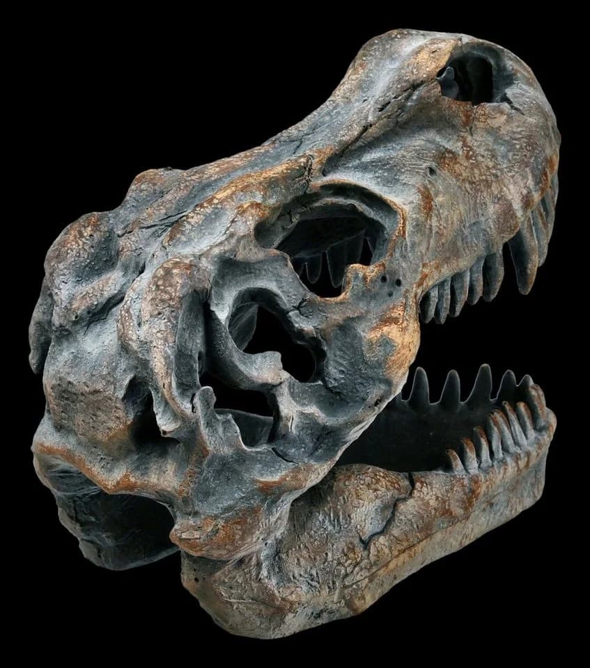 Figuren Shop GmbH Dekofigur Totenkopf Tyrannosaurus Rex Klein - Bild 5