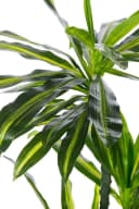 BIRENDY Dekobaum XXL Drachenbaum 150cm Kunstpflanze Grün Bild 4