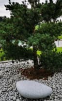 Trango LED Gartenleuchte Granitstein-Optik Oval-Stein IP65 Bild 5