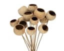 Florists Products Trockenblume Bell Cup Natur Deko am Stiel 15 Stk Bild 2