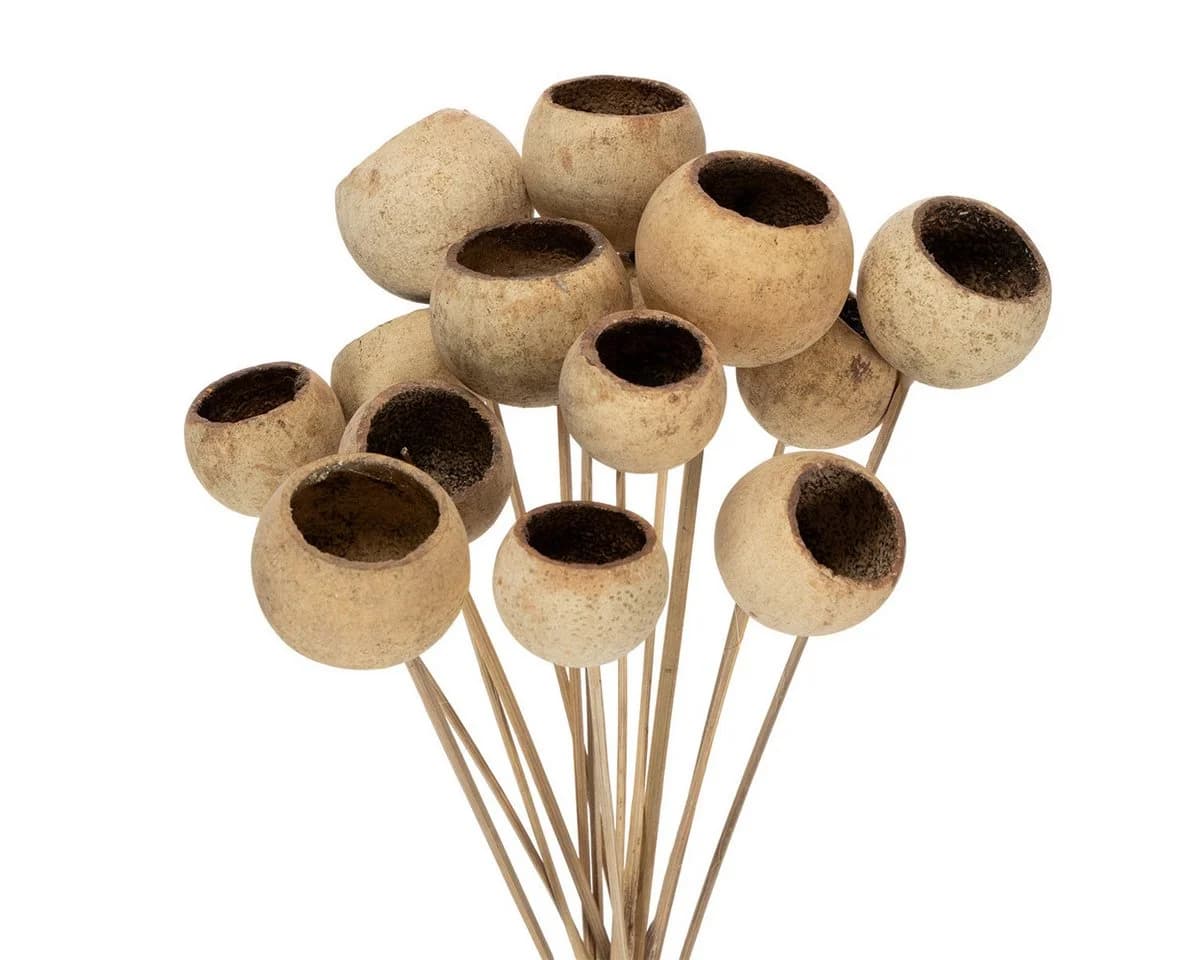 Florists Products Trockenblume Bell Cup Natur Deko am Stiel 15 Stk - Bild 2