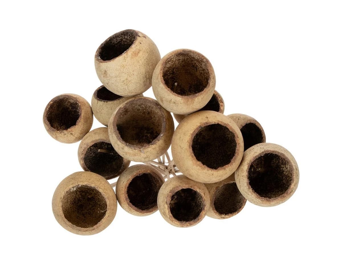 Florists Products Trockenblume Bell Cup Natur Deko am Stiel 15 Stk - Bild 4