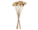 Florists Products Trockenblume Bell Cup Natur Deko am Stiel 15 Stk Bild 5