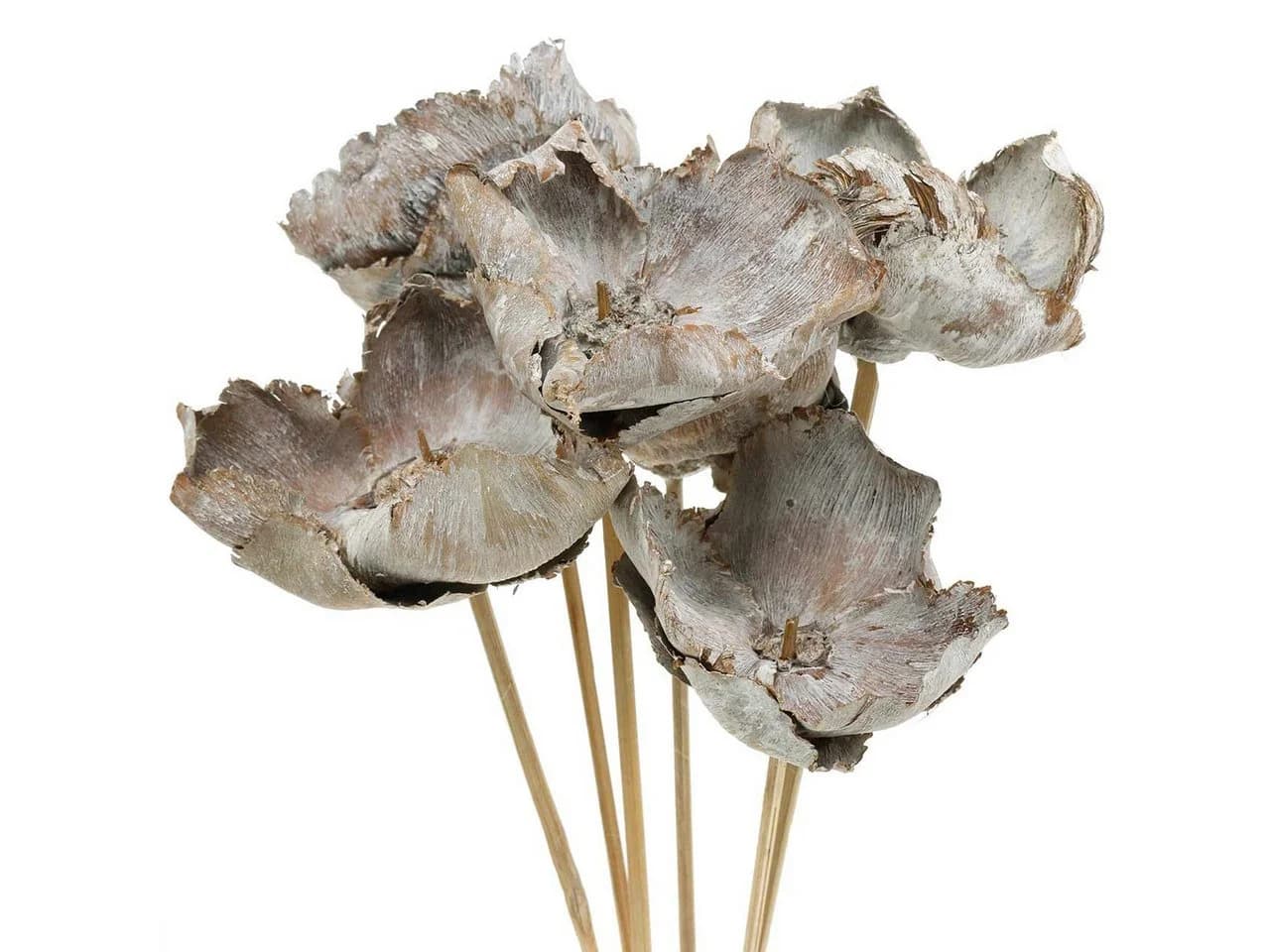 Florists Products Trockenblume Palm Cup am Stiel Weiß Set 25 Stück - Bild 2