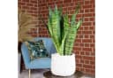 Flowerbox Bogenhanf Sansevieria zeylanica Zimmerpflanze Bild 1