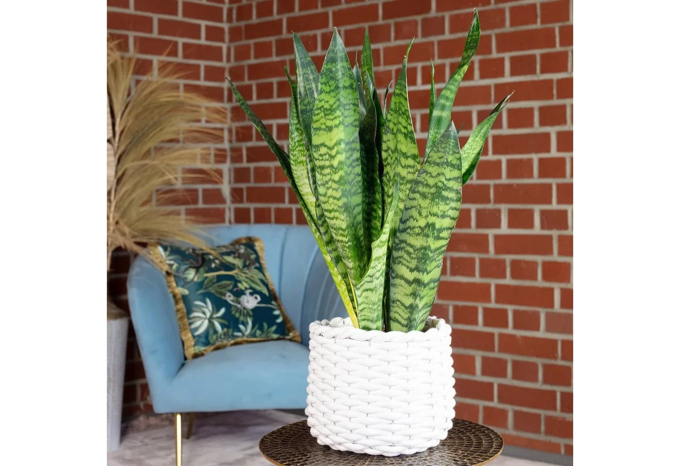 Flowerbox Bogenhanf Sansevieria zeylanica Zimmerpflanze