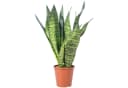 Flowerbox Bogenhanf Sansevieria zeylanica Zimmerpflanze Bild 2