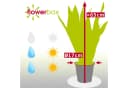 Flowerbox Bogenhanf Sansevieria zeylanica Zimmerpflanze Bild 4