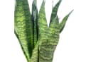 Flowerbox Bogenhanf Sansevieria zeylanica Zimmerpflanze Bild 5