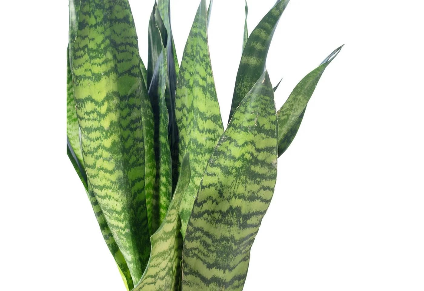 Flowerbox Bogenhanf Sansevieria zeylanica Zimmerpflanze - Bild 5