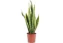 Flowerbox Zimmerpflanze Bogenhanf Sansevieria trifasciata Laurentii Bild 2