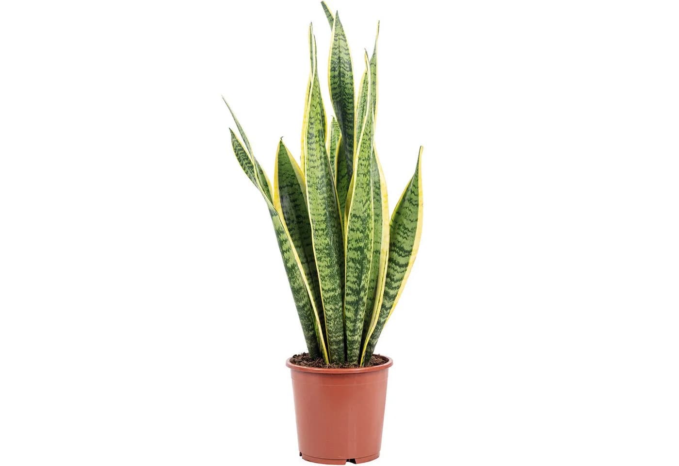 Flowerbox Zimmerpflanze Bogenhanf Sansevieria trifasciata Laurentii - Bild 2