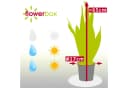 Flowerbox Zimmerpflanze Bogenhanf Sansevieria trifasciata Laurentii Bild 4