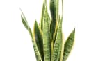 Flowerbox Zimmerpflanze Bogenhanf Sansevieria trifasciata Laurentii Bild 5