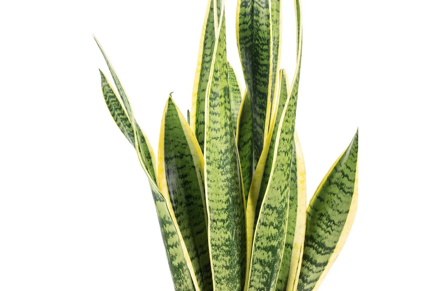 Flowerbox Zimmerpflanze Bogenhanf Sansevieria trifasciata Laurentii - Bild 5